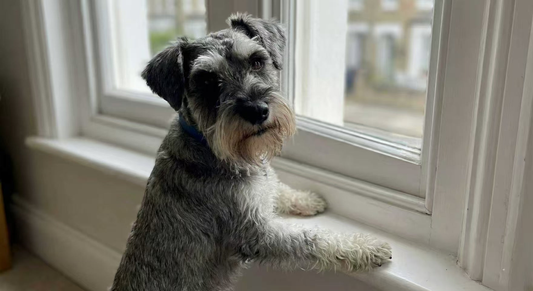 Salt and pepper schnauzer dog sitting on a white windowsill looking out the window